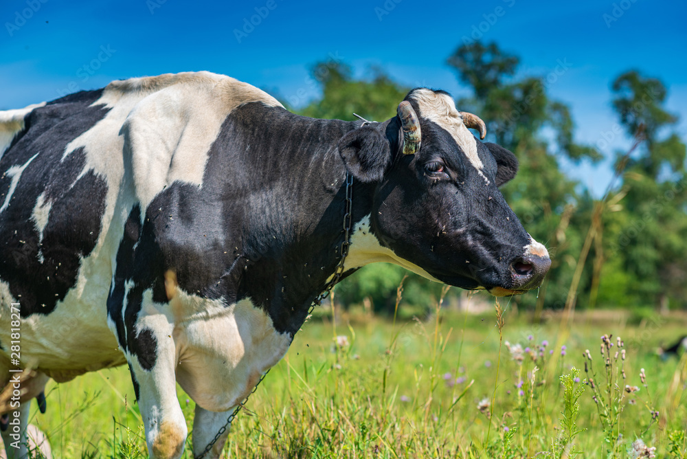 A cow grazes on the field, there are many flies sitting on it.