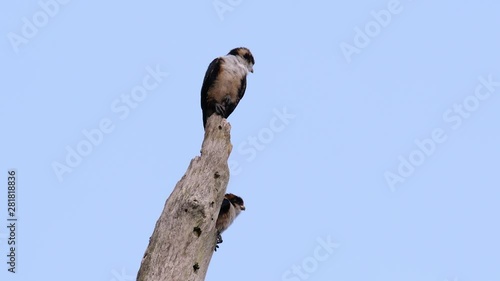 The Black-thighed Falconet is one of the smallest birds of prey found in the forests in some countries in Asia; feeding on insects, small birds, lizards and other small animals. photo