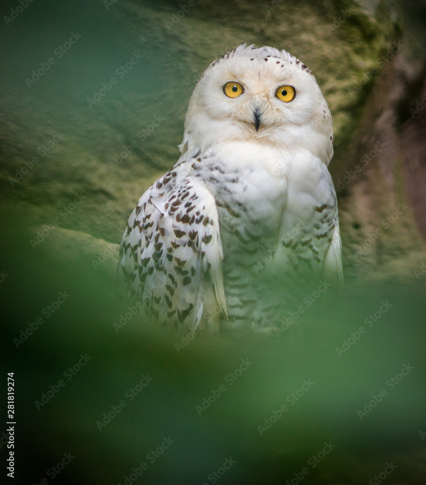 Obraz premium owl on branch