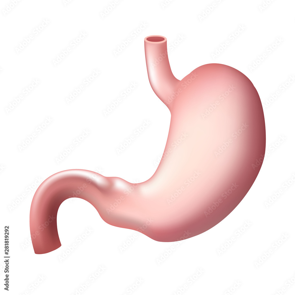 Human stomach isolated icon.