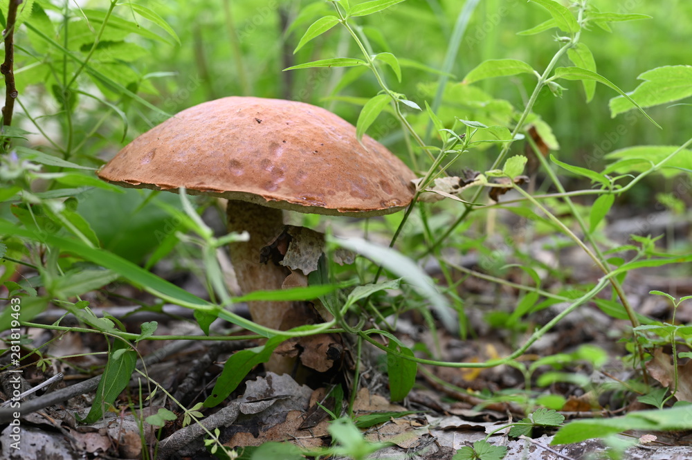 Growing mushroom aspen in the grass Growing mushroom aspen in the grass