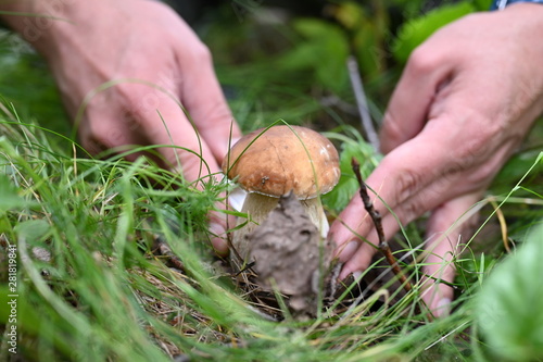 Hands, cut the mushroom boletus