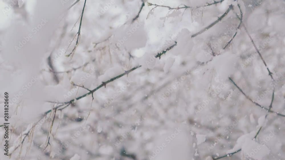 thin tree branches with falling snow against white park on cold windy early spring day extreme close view slow motion thin tree branches with falling snow against white park on cold windy early spring day extreme close view slow motion
