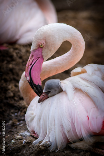 Fototapeta Naklejka Na Ścianę i Meble -  young flamingo