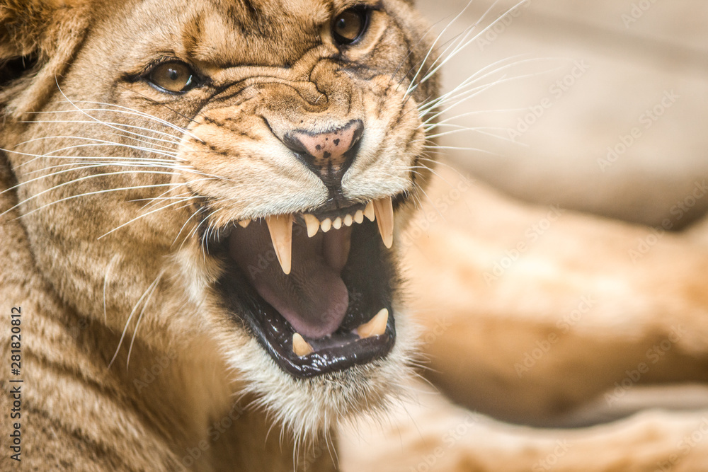 Fototapeta premium lion in the zoo