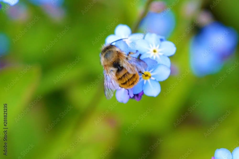 Bee on a blue flower. Bee on a blue flower.