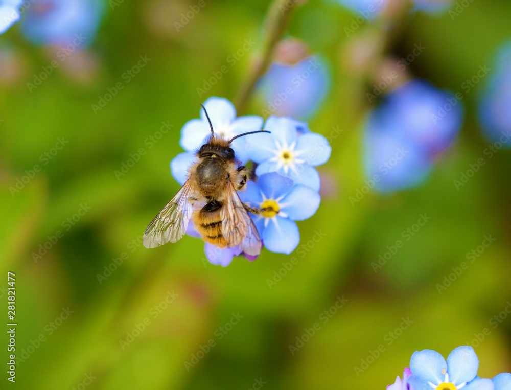 bee on a flower
