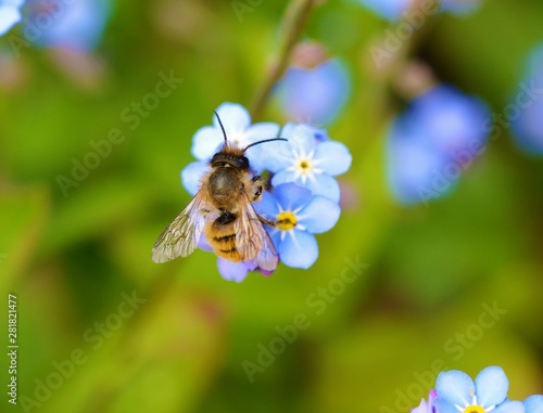 Obraz na płótnie bee on a flower w salonie