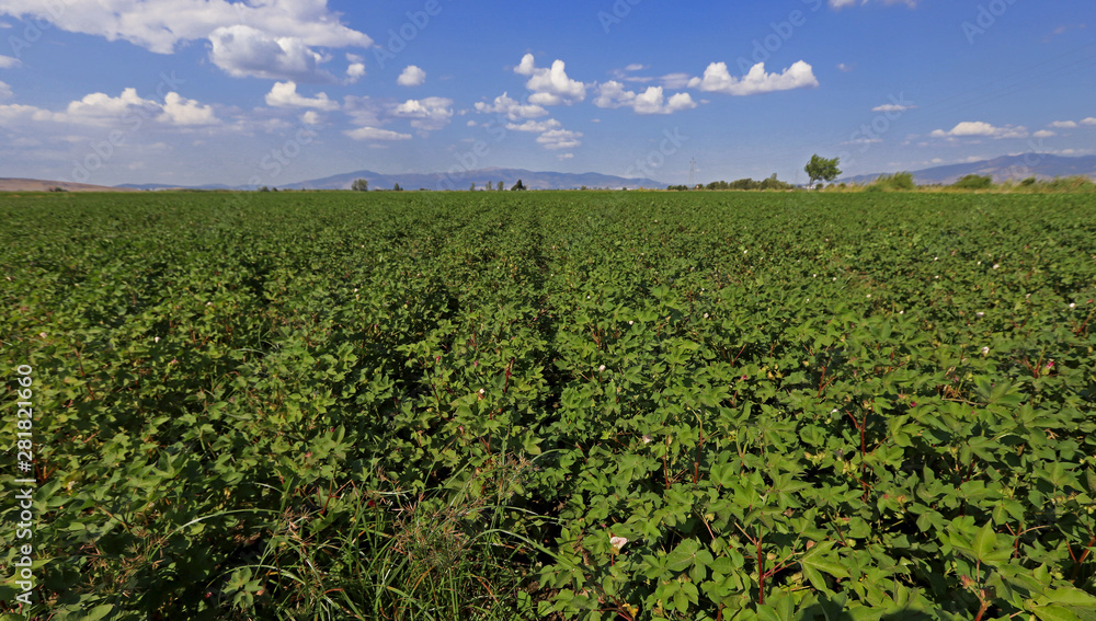 Cotton fields in İzmir / Menemen plain.