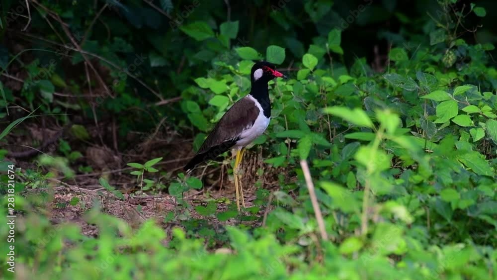 The Red-wattled Lapwing is one of the most common birds of Thailand; when it is approached, it make a loud high pitch alarm call to keep the intruder from approaching. The Red-wattled Lapwing is one of the most common birds of Thailand; when it is approached, it make a loud high pitch alarm call to keep the intruder from approaching.