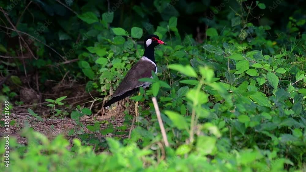 The Red-wattled Lapwing is one of the most common birds of Thailand; when it is approached, it make a loud high pitch alarm call to keep the intruder from approaching. The Red-wattled Lapwing is one of the most common birds of Thailand; when it is approached, it make a loud high pitch alarm call to keep the intruder from approaching.