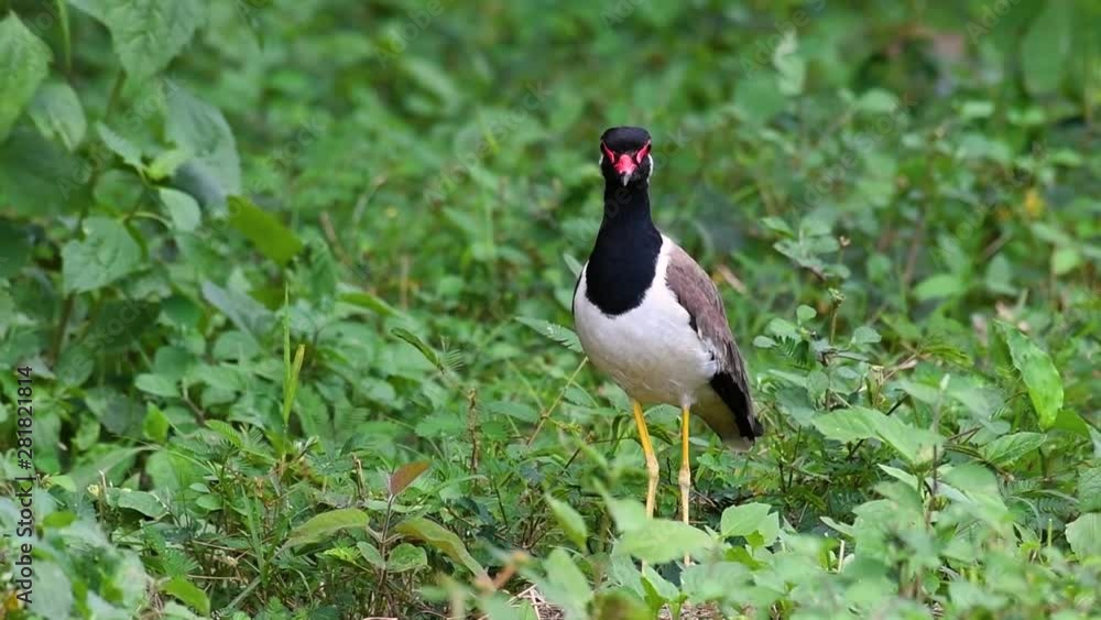 The Red-wattled Lapwing is one of the most common birds of Thailand; when it is approached, it make a loud high pitch alarm call to keep the intruder from approaching. The Red-wattled Lapwing is one of the most common birds of Thailand; when it is approached, it make a loud high pitch alarm call to keep the intruder from approaching.