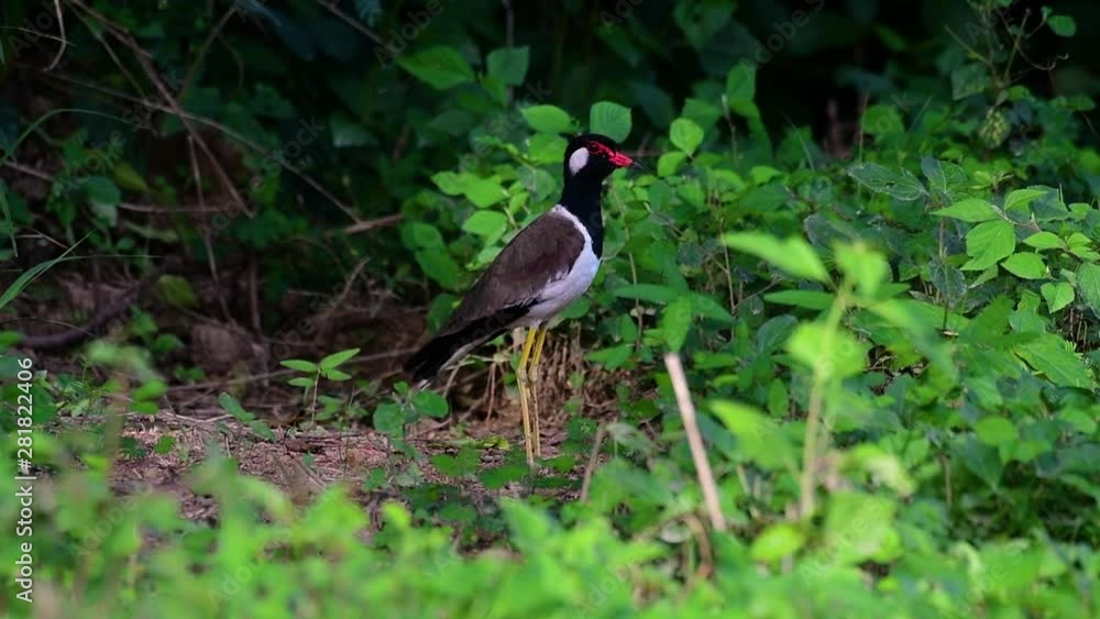 The Red-wattled Lapwing is one of the most common birds of Thailand; when it is approached, it make a loud high pitch alarm call to keep the intruder from approaching. The Red-wattled Lapwing is one of the most common birds of Thailand; when it is approached, it make a loud high pitch alarm call to keep the intruder from approaching.