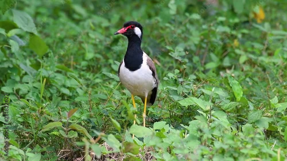 The Red-wattled Lapwing is one of the most common birds of Thailand; when it is approached, it make a loud high pitch alarm call to keep the intruder from approaching. The Red-wattled Lapwing is one of the most common birds of Thailand; when it is approached, it make a loud high pitch alarm call to keep the intruder from approaching.
