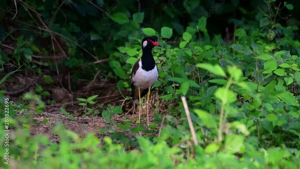 The Red-wattled Lapwing is one of the most common birds of Thailand; when it is approached, it make a loud high pitch alarm call to keep the intruder from approaching. The Red-wattled Lapwing is one of the most common birds of Thailand; when it is approached, it make a loud high pitch alarm call to keep the intruder from approaching.