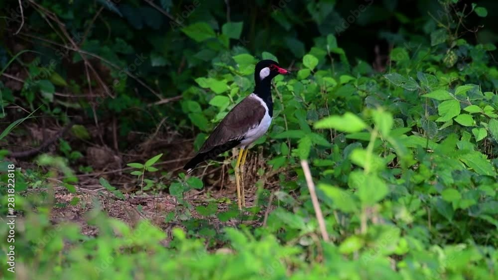 The Red-wattled Lapwing is one of the most common birds of Thailand; when it is approached, it make a loud high pitch alarm call to keep the intruder from approaching. The Red-wattled Lapwing is one of the most common birds of Thailand; when it is approached, it make a loud high pitch alarm call to keep the intruder from approaching.