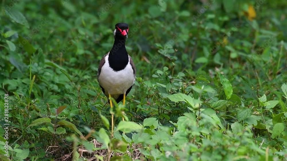 The Red-wattled Lapwing is one of the most common birds of Thailand; when it is approached, it make a loud high pitch alarm call to keep the intruder from approaching. The Red-wattled Lapwing is one of the most common birds of Thailand; when it is approached, it make a loud high pitch alarm call to keep the intruder from approaching.