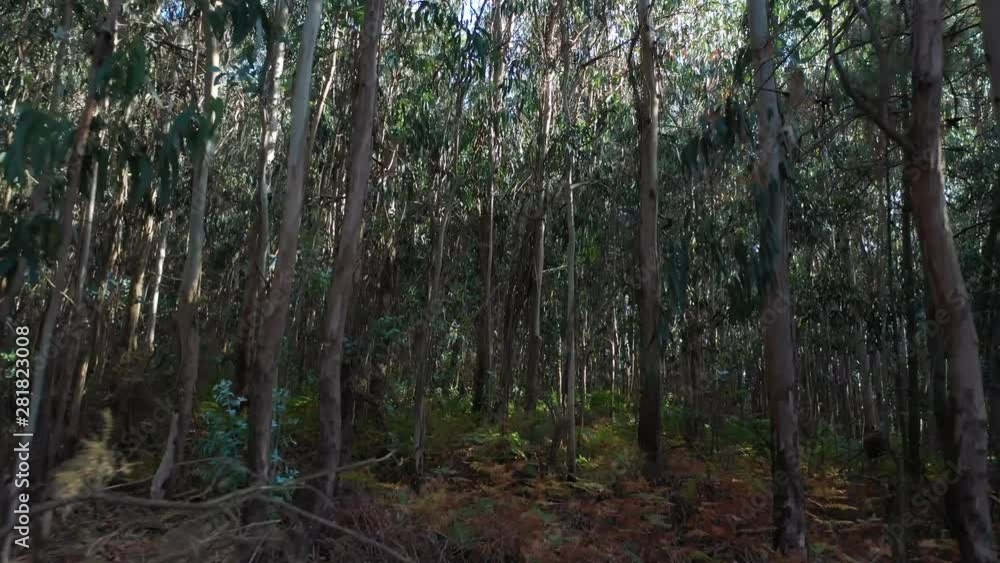 beautiful green eucalyptus forest background nature beautiful green eucalyptus forest background nature