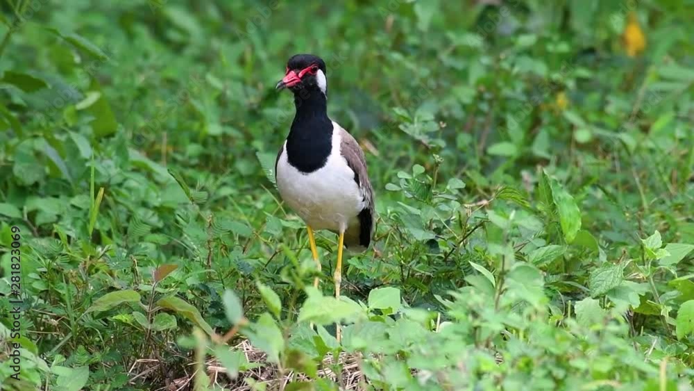 The Red-wattled Lapwing is one of the most common birds of Thailand; when it is approached, it make a loud high pitch alarm call to keep the intruder from approaching. The Red-wattled Lapwing is one of the most common birds of Thailand; when it is approached, it make a loud high pitch alarm call to keep the intruder from approaching.