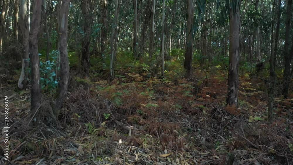 beautiful green eucalyptus forest background nature beautiful green eucalyptus forest background nature