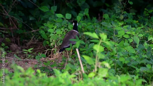 Wallpaper Mural The Red-wattled Lapwing is one of the most common birds of Thailand; when it is approached, it make a loud high pitch alarm call to keep the intruder from approaching. Torontodigital.ca