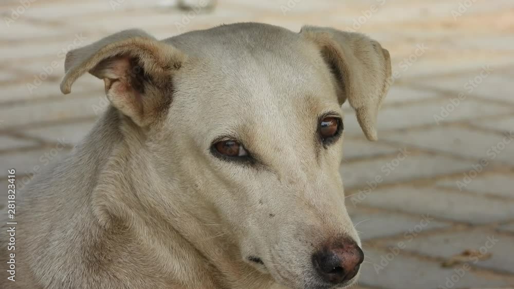 Cute and Sad looking street dog Cute and Sad looking street dog