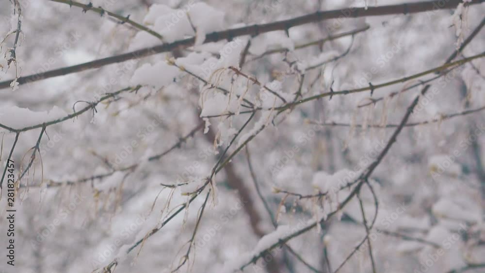 thin brown tree branch with thick snow layer shakes against strong wind on early spring day extreme closeup slow motion thin brown tree branch with thick snow layer shakes against strong wind on early spring day extreme closeup slow motion