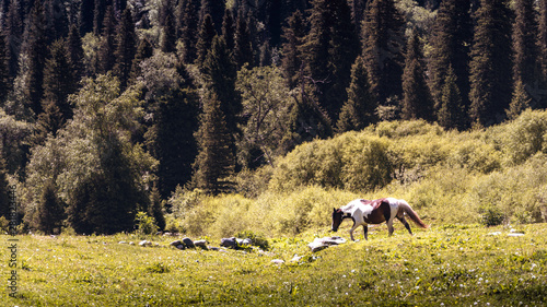 正午，一匹有着黄白花纹的马，在森林草地间吃草，背景是黄绿色的杉树