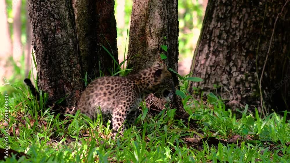 The Indochinese Leopard is a Vulnerable species and one of the big cats of Thailand; it is in the brink of extinction due to habitat loss, indiscriminate hunting and poaching, lack of food to feed on. The Indochinese Leopard is a Vulnerable species and one of the big cats of Thailand; it is in the brink of extinction due to habitat loss, indiscriminate hunting and poaching, lack of food to feed on.