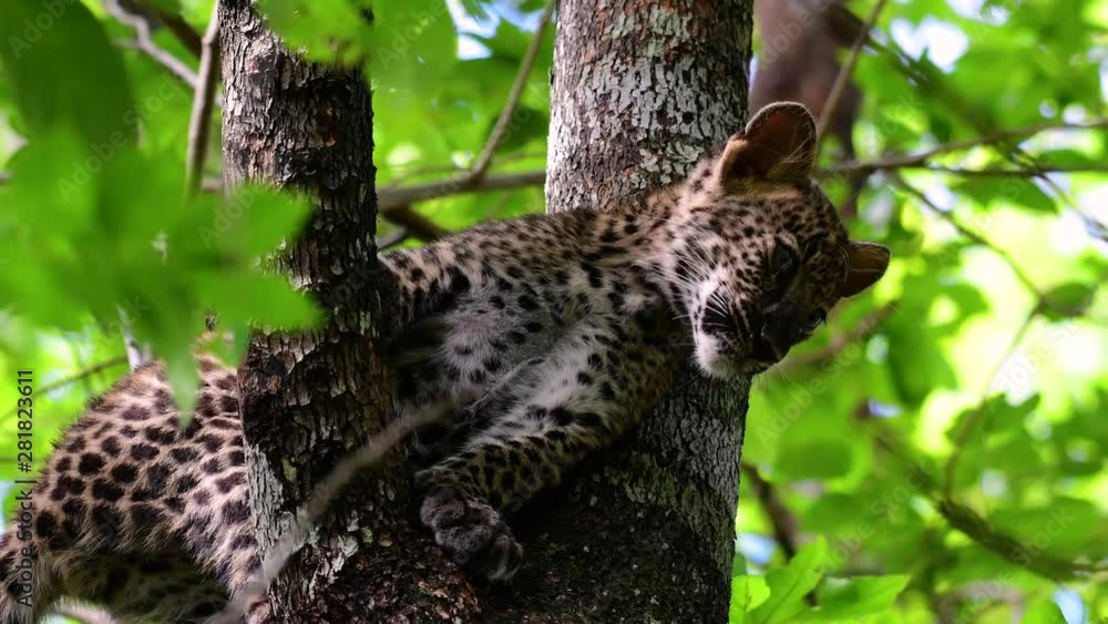 The Indochinese Leopard is a Vulnerable species and one of the big cats of Thailand; it is in the brink of extinction due to habitat loss, indiscriminate hunting and poaching, lack of food to feed on. The Indochinese Leopard is a Vulnerable species and one of the big cats of Thailand; it is in the brink of extinction due to habitat loss, indiscriminate hunting and poaching, lack of food to feed on.