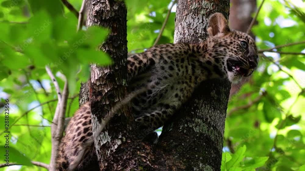 The Indochinese Leopard is a Vulnerable species and one of the big cats of Thailand; it is in the brink of extinction due to habitat loss, indiscriminate hunting and poaching, lack of food to feed on. The Indochinese Leopard is a Vulnerable species and one of the big cats of Thailand; it is in the brink of extinction due to habitat loss, indiscriminate hunting and poaching, lack of food to feed on.