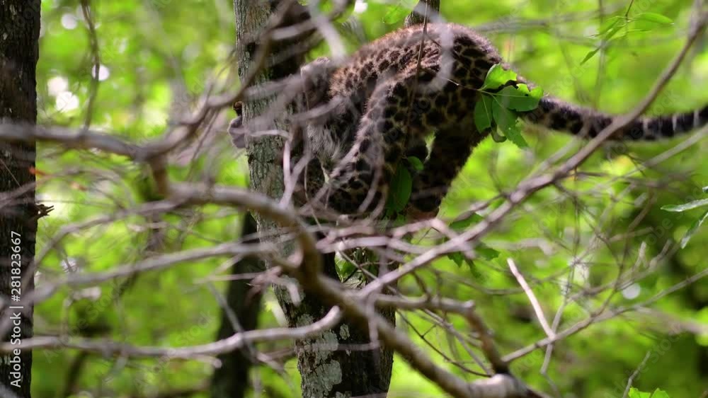 The Indochinese Leopard is a Vulnerable species and one of the big cats of Thailand; it is in the brink of extinction due to habitat loss, indiscriminate hunting and poaching, lack of food to feed on. The Indochinese Leopard is a Vulnerable species and one of the big cats of Thailand; it is in the brink of extinction due to habitat loss, indiscriminate hunting and poaching, lack of food to feed on.