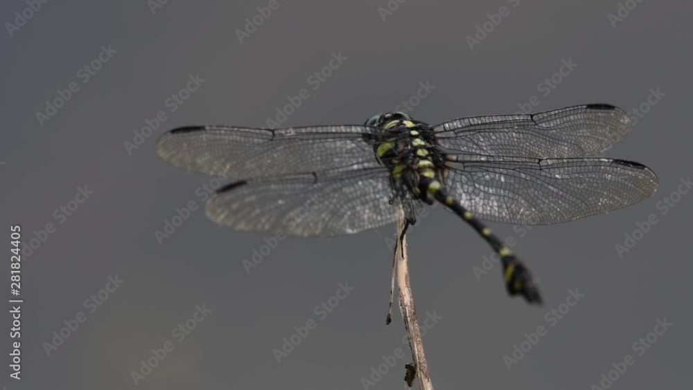 The Common Flangetail dragonfly is commonly seen in Thailand and Asia; the size can be medium and large with yellow and black as pattern. Its wings are clear accented with black lined veins. The Common Flangetail dragonfly is commonly seen in Thailand and Asia; the size can be medium and large with yellow and black as pattern. Its wings are clear accented with black lined veins.