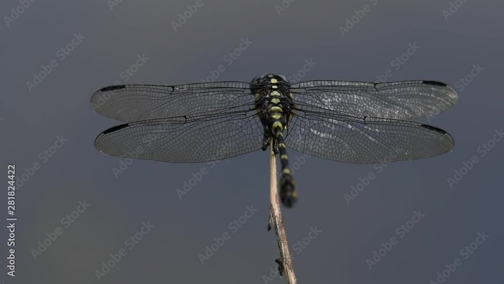 The Common Flangetail dragonfly is commonly seen in Thailand and Asia; the size can be medium and large with yellow and black as pattern. Its wings are clear accented with black lined veins. The Common Flangetail dragonfly is commonly seen in Thailand and Asia; the size can be medium and large with yellow and black as pattern. Its wings are clear accented with black lined veins.