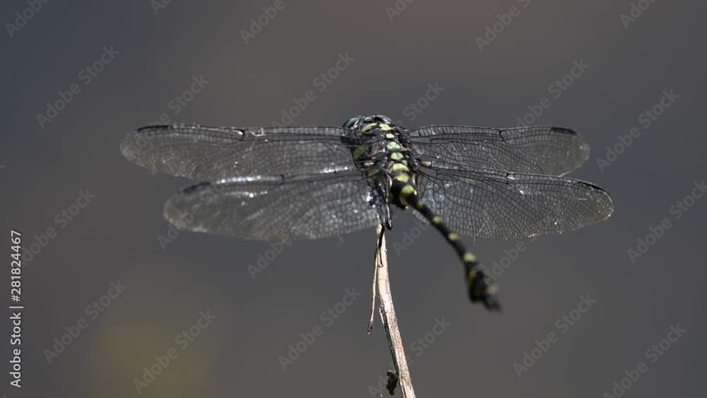 The Common Flangetail dragonfly is commonly seen in Thailand and Asia; the size can be medium and large with yellow and black as pattern. Its wings are clear accented with black lined veins. The Common Flangetail dragonfly is commonly seen in Thailand and Asia; the size can be medium and large with yellow and black as pattern. Its wings are clear accented with black lined veins.