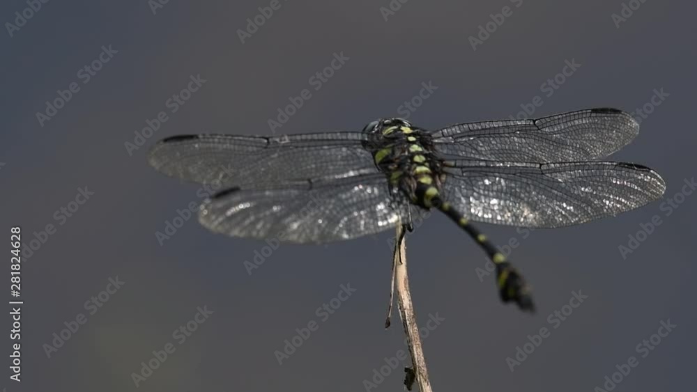 The Common Flangetail dragonfly is commonly seen in Thailand and Asia; the size can be medium and large with yellow and black as pattern. Its wings are clear accented with black lined veins. The Common Flangetail dragonfly is commonly seen in Thailand and Asia; the size can be medium and large with yellow and black as pattern. Its wings are clear accented with black lined veins.