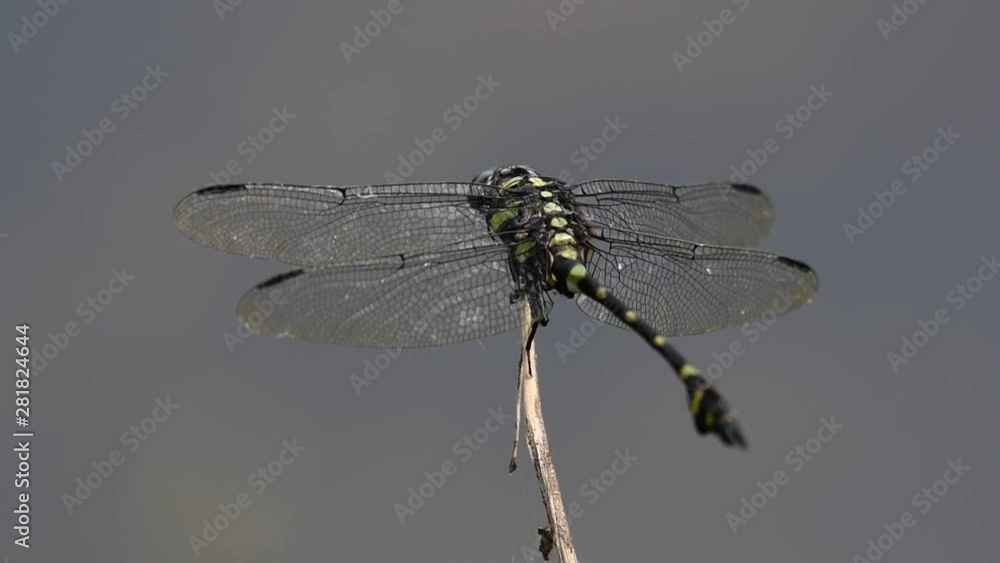 The Common Flangetail dragonfly is commonly seen in Thailand and Asia; the size can be medium and large with yellow and black as pattern. Its wings are clear accented with black lined veins. The Common Flangetail dragonfly is commonly seen in Thailand and Asia; the size can be medium and large with yellow and black as pattern. Its wings are clear accented with black lined veins.