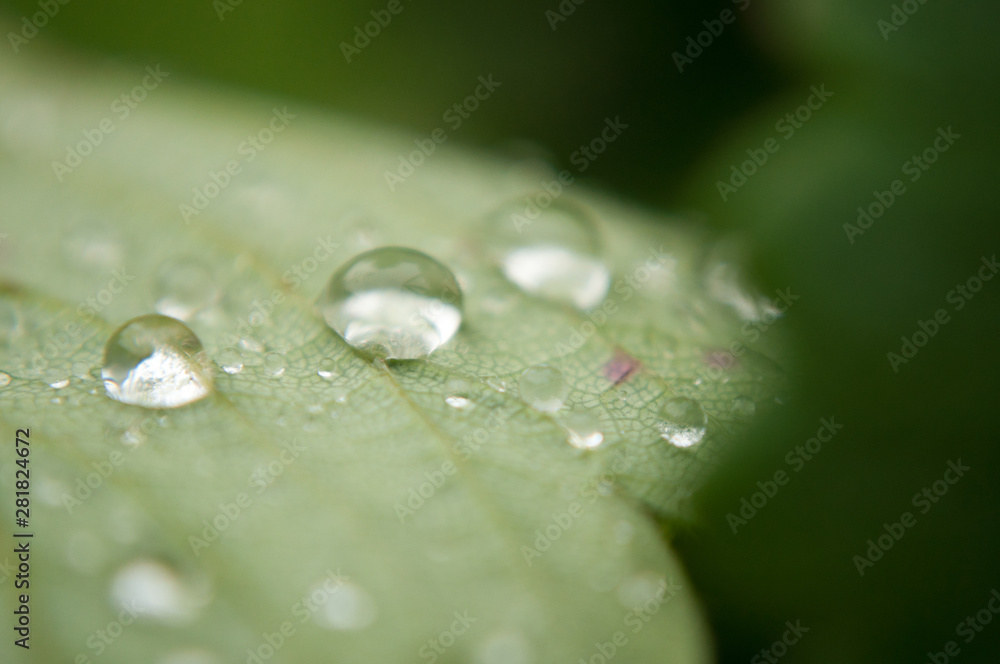water drops on green leaf water drops on green leaf