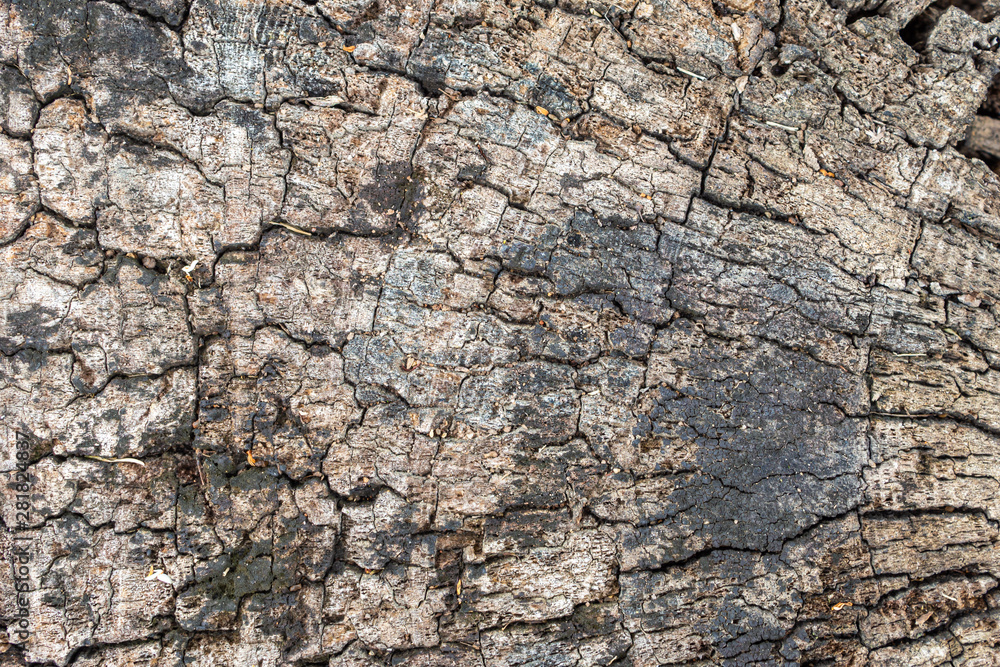Wood texture abstract natural background Wood texture abstract natural background