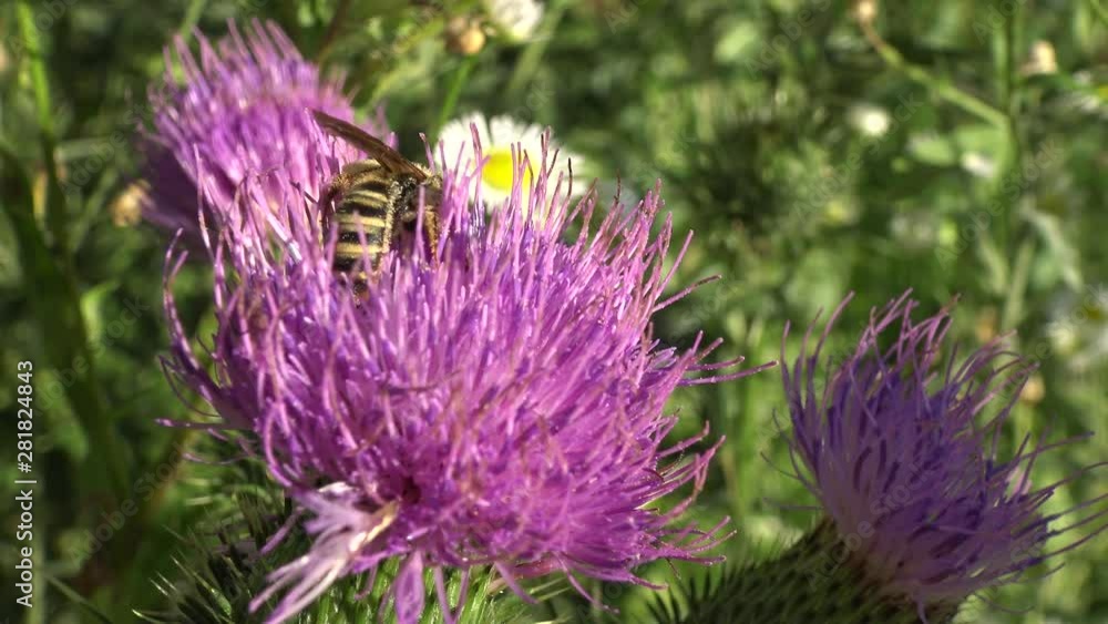 Extreme close-up of a honey bee doing its job on a purple thistle flower. Extreme close-up of a honey bee doing its job on a purple thistle flower.