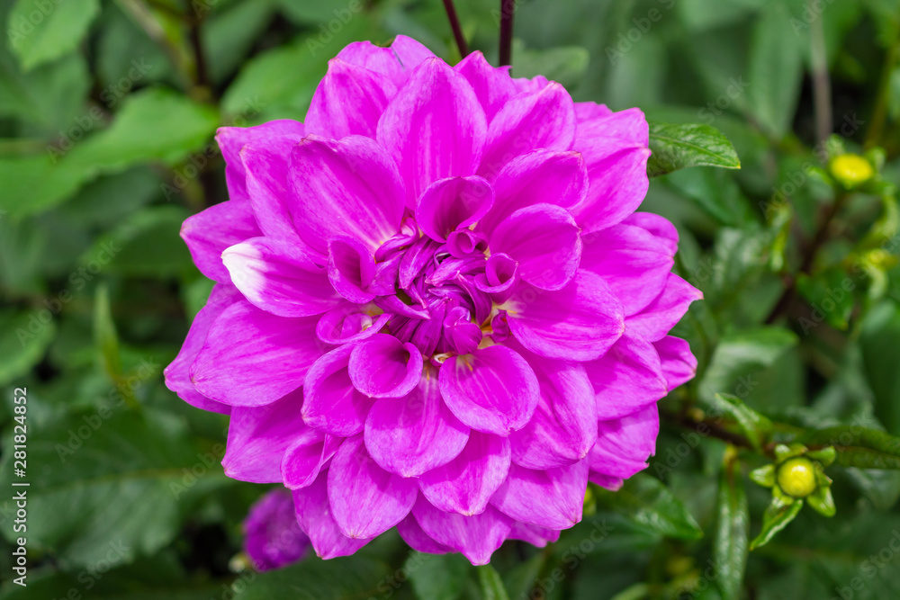 Pink dahlia flowers closeup background Pink dahlia flowers closeup background