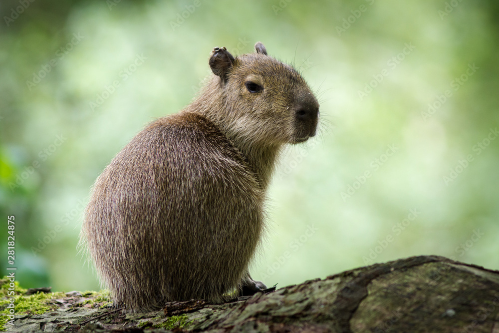 Fototapeta premium rodent mammal