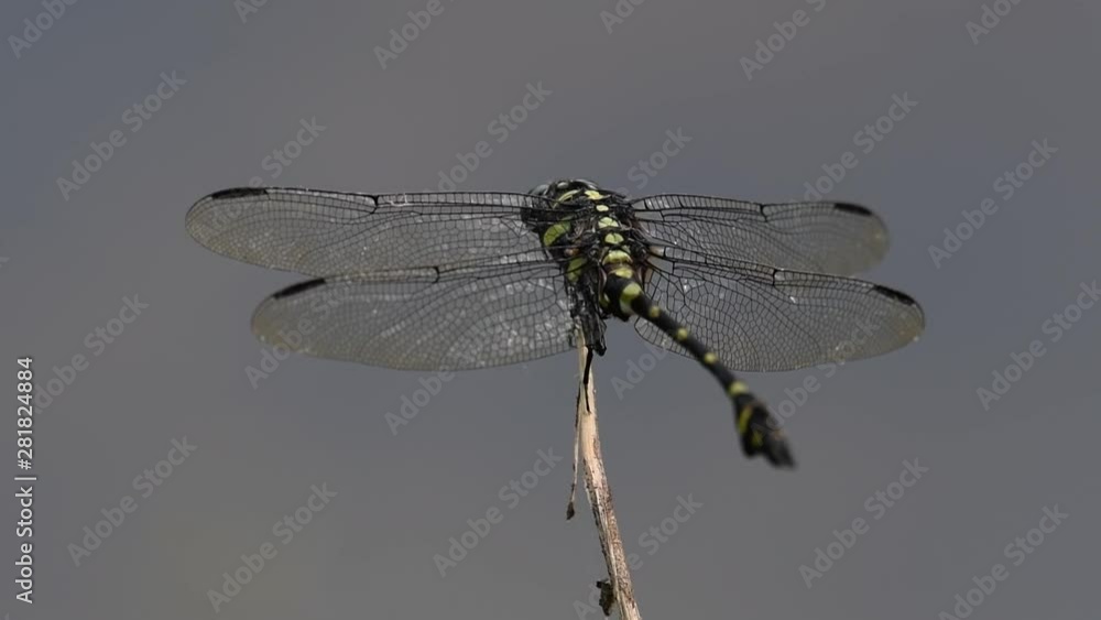 The Common Flangetail dragonfly is commonly seen in Thailand and Asia; the size can be medium and large with yellow and black as pattern. Its wings are clear accented with black lined veins. The Common Flangetail dragonfly is commonly seen in Thailand and Asia; the size can be medium and large with yellow and black as pattern. Its wings are clear accented with black lined veins.