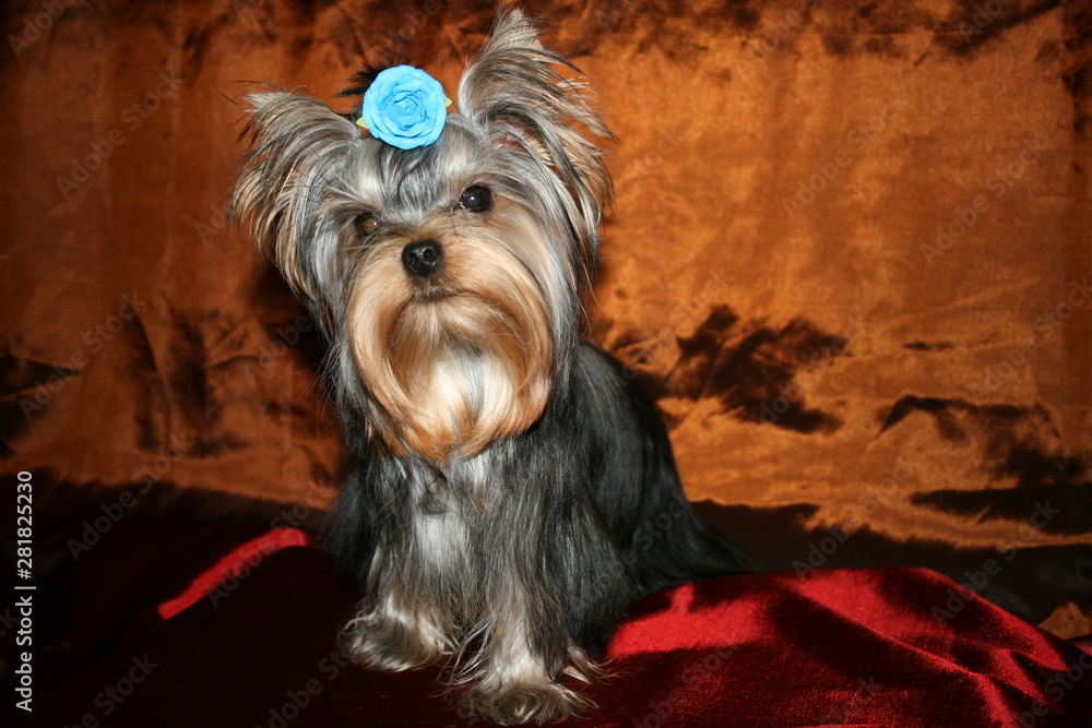Naklejka premium yorkshire terrier