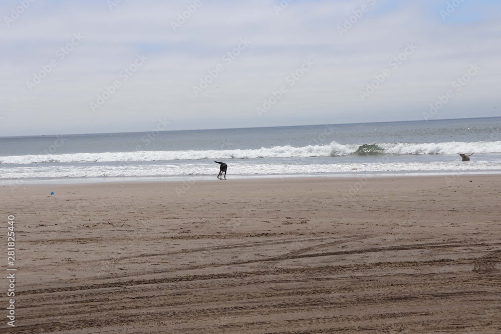 dogs on the beach