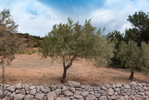 Olive tree sicily italia