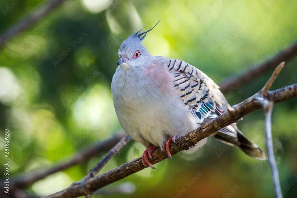 Fototapeta premium dove