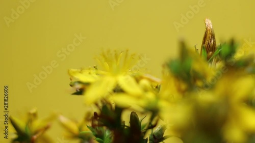 Close Up Of Rotating Yellow Wild Flowers On Yellow Background. photo