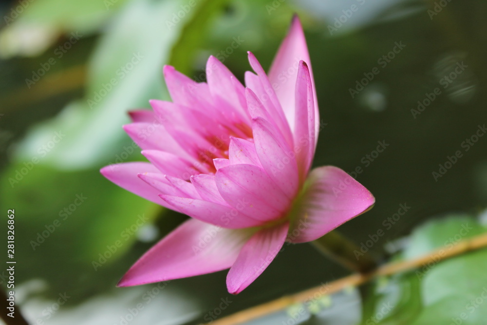 pink lotus flower pink lotus flower