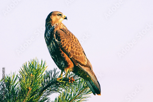 noble brown hawk sitting on a tree branch © serhio777